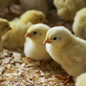 Цыплят с птицефабрик Свердловской области планируют поставлять в Узбекистан