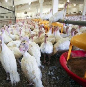 В Калининском районе построят предприятие по выращиванию индеек