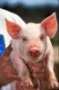 В Астапово растут объемы производства свинины