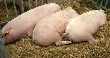 В Тихорецком районе полностью ликвидировали свинофермы с низким уровнем защиты
