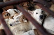 В Тайланде изъяли тонну собачьего мяса