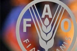 ФАО снизила прогноз мирового сбора пшеницы