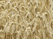 АПК выполняет стабилизирующую функцию в украинской экономике - эксперт АПК выполняет стабилизирующую функцию в украинской экономике - эксперт