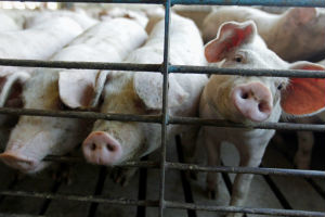 На Кубани половина предприятий по обороту мяса свинины работает с нарушениями