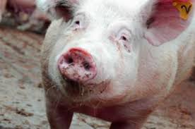 Свиньям Гуанахуато больше не угрожает болезнь Ауески