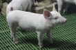 В Калининградской области сохраняется благополучная эпизоотическая обстановка по африканской чуме свиней