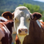 Производство сельхозпродукции в первом полугодии снизилось на 0,8%