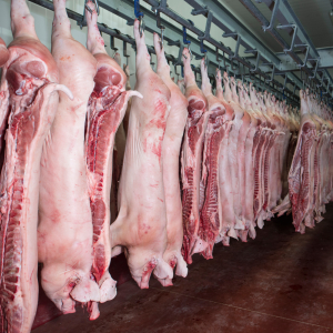 Свыше 770 тысяч тонн свиней на убой произвели в Белгородской области в 2023 году