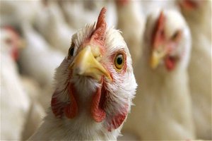 Липецкая область доведет объем производства мяса птицы до 300 тыс. тонн к 2020 году