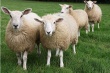 Стабильный спрос на баранину подтолкнул липецких овцеводов инвестировать в увеличение производства еще 50 млн рублей