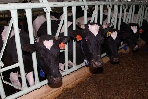 В Мордовии заработала роботизированная ферма стоимостью 36 млн. рублей