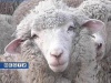 120 миллионов выделено Ставрополью на развитие овцеводства