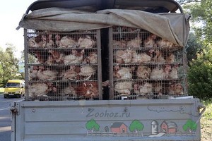 В Канзасе запретили перевозку птицы В Канзасе запретили перевозку птицы