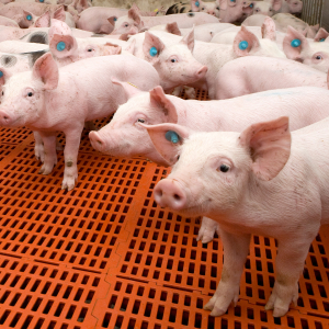 Большая часть свиноводческих хозяйств России застрахована