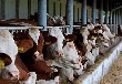 На Алтае завершается строительство объекта мясного животноводства на 600 голов