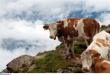 Ограничительные мероприятия по пастереллезу крупного рогатого скота введены в Богородском районе Нижегородской области с 26 января