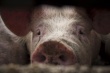 Амурских свиноводов для получения господдержки обяжут предоставлять бизнес-планы