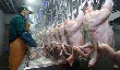 За семь месяцев Россия увеличила импорт мяса бройлеров из США на 2%