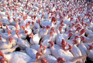 Птичий грипп и засуха привели к уменьшению объемов сельхозпродукции в Ростовской области