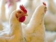 Рост цен на комбикорма вызывает опасения птицеводов Великобритании