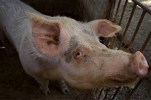 В Сочи вскрыто захоронение погибших от АЧС свиней В Сочи вскрыто захоронение погибших от АЧС свиней