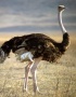 Можно ли заработать на разведении страусов?