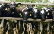 В двух районах Самарской области выявлено бешенство крупного рогатого скота
