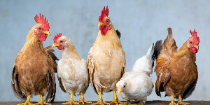 Еще 8 российских производителей мяса и субпродуктов птицы допущены к экспорту в Китай