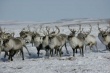 В Якутии сбежало стадо оленей стоимостью 15  млн рублей