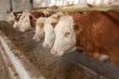 Как развивается мясное животноводство в Хохольском районе, оценил глава Воронежской области