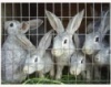В Орехово-Зуевском районе появится кроличья ферма