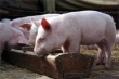 В Воронежской области по сравнению с прошлым годом на 4,6 процента снизилось количество свиней