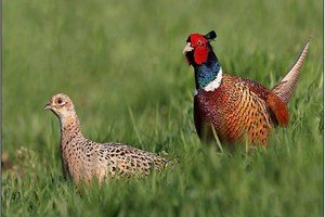 На Урале замерзает единственная в регионе ферма по разведению фазанов На Урале замерзает единственная в регионе ферма по разведению фазанов