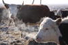 Австралийские коровы стойко перенесли амурские морозы