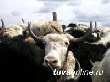 В Туве участники программы «Начинающий фермер» кроме КРС и МРС закупают яков и кроликов В Туве участники программы «Начинающий фермер» кроме КРС и МРС закупают яков и кроликов