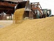 Обзор рынка зерна в России