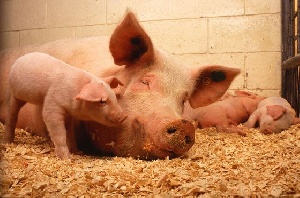 В Тюменской области полностью прекращена поддержка личных подсобных хозяйств, занимающихся свиноводством.