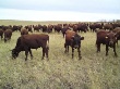 В США поголовье скота на откорме сократилось на восемь процентов
