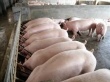 Минск скрывает информацию об африканской чуме свиней