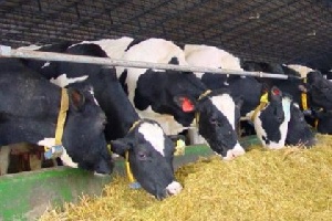 В 2015 году сумма грантов для томских семейных животноводческих ферм будет увеличена до 10 миллионов рублей