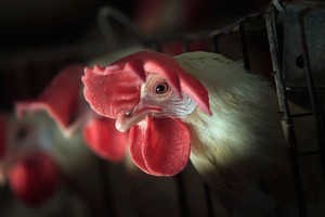 Продолжается падение мировых цен на куриное мясо