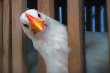 Птицеводческая выставка Poultry Industry Expo прошла в Бангладеш 