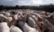 В Тульской области уничтожат 57 тысяч заразившихся АЧС свиней