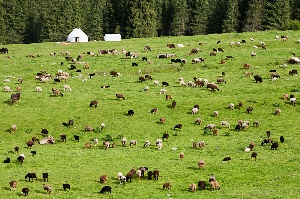 Режим ЧС: в Архангельской области сорван кормозаготовительный план