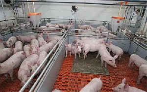 Агрофирма «Ариант» - лидер по производству свинины на Южном Урале