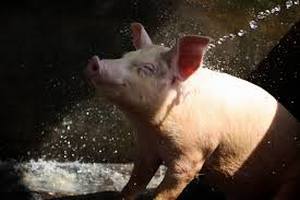 10 калининградцев проходят химиопрофилактику после употребления свинины