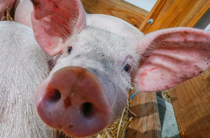 В Нижегородской области завершили основные мероприятия по ликвидации АЧС