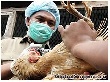 В Китае птицеводы получат компенсацию за ущерб от птичьего гриппа