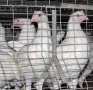 На Новороссийской птицефабрике запустили новый цех