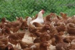 Польская курятина заполонила рынок Украины